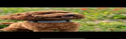 Cavapoo dogs for sale: Cavapoo pups from HEALTH TESTED KC parents in Ashford - Advert 14