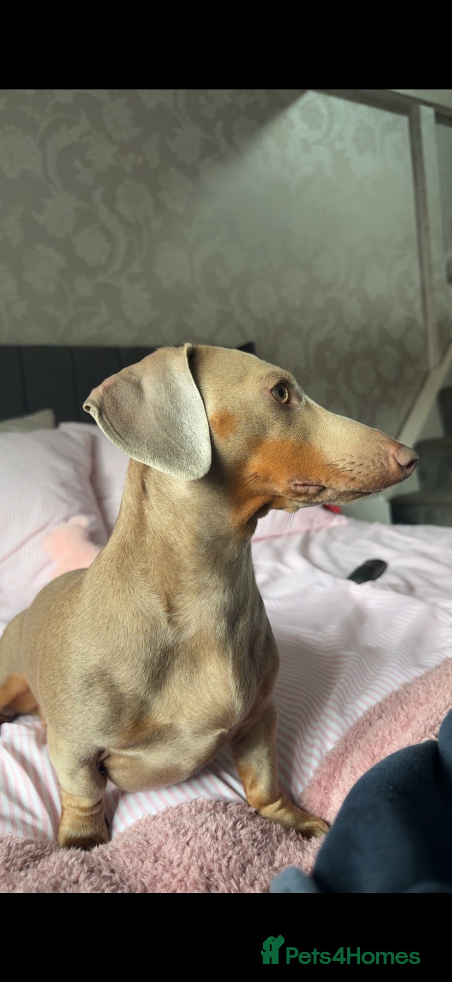Miniature Dachshund dogs Miniature dachshund puppies  - Advert 1
