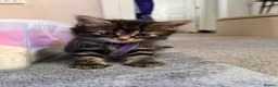 Mixed Breed cats for sale: Beautiful 7 kittens looking for forever homes - Advert 40