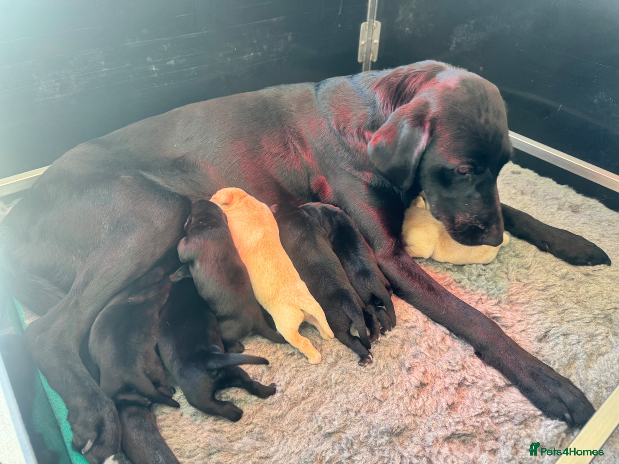 Labrador Retriever dogs for sale: KC Registered Working Labrador Pups  - Advert 1