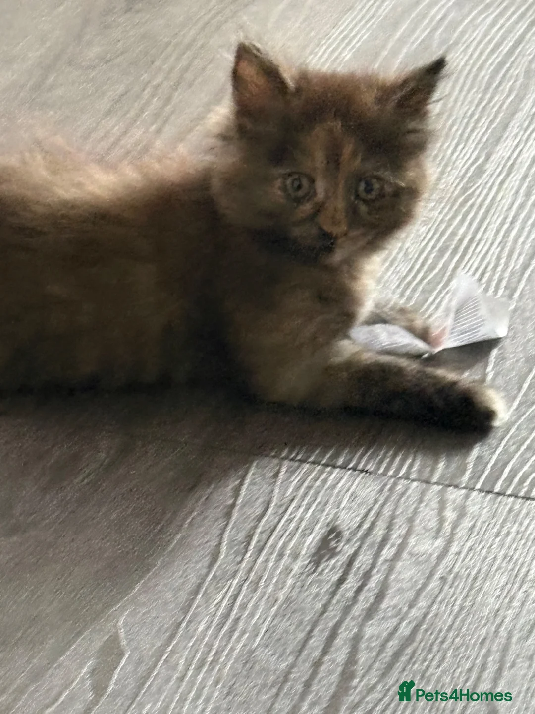 Mixed Breed cats for sale: Tabby kitten ready to leave - Advert 2