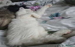 Maine Coon cats for sale: MAINE COON TICA REGISTERED KITTENS READY NOW  - Image 19