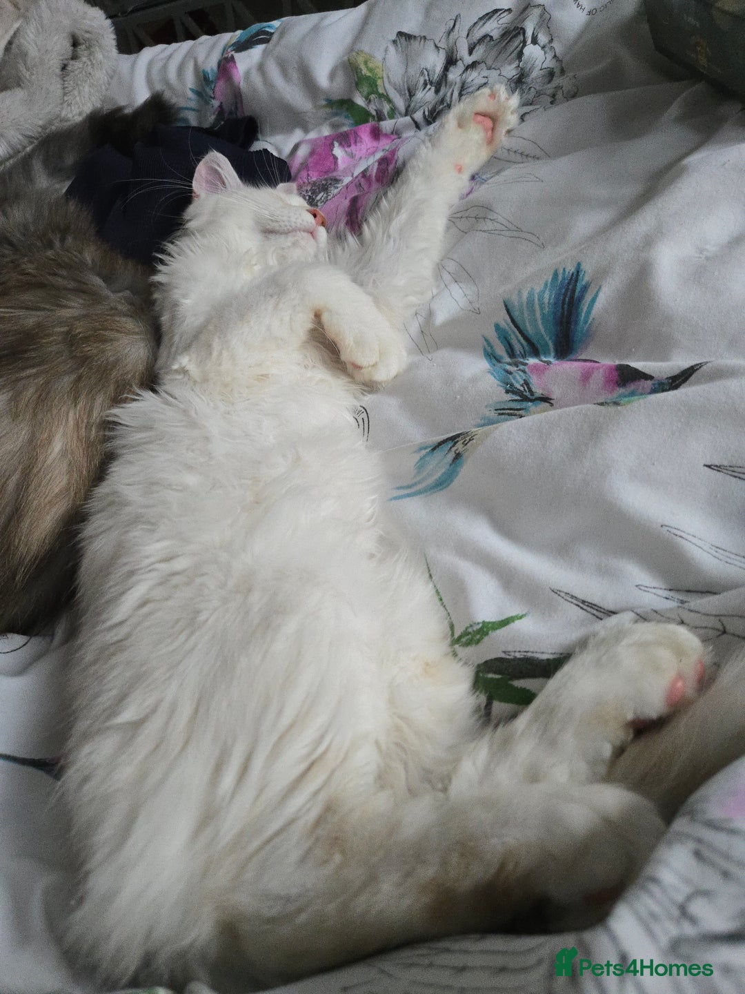 Maine Coon cats for sale: MAINE COON TICA REGISTERED KITTENS READY NOW  - Image 19