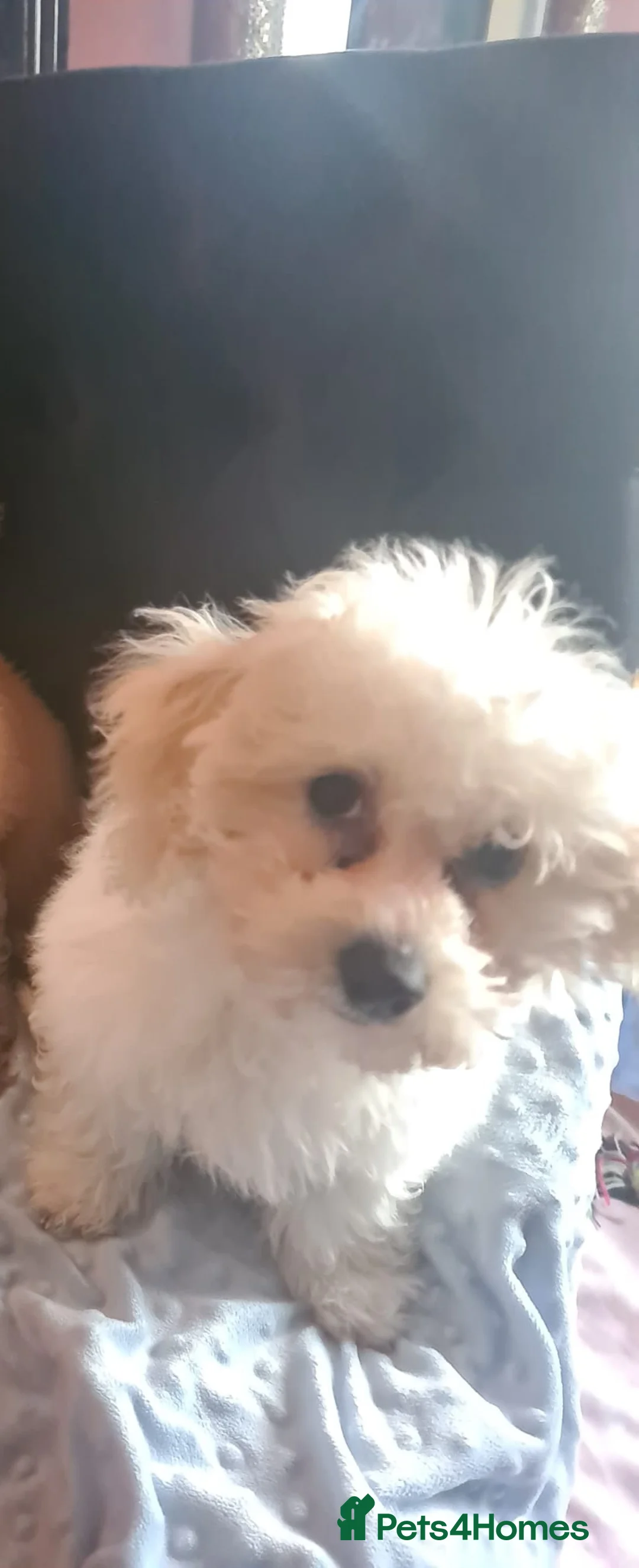 Bichon Frise dogs for sale: Mia - Bichon Frise - 5 years old - Neutered  - Advert 7