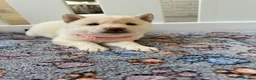 Japanese Shiba Inu dogs for sale: Japanese Shiba Inu Puppies - Advert 13