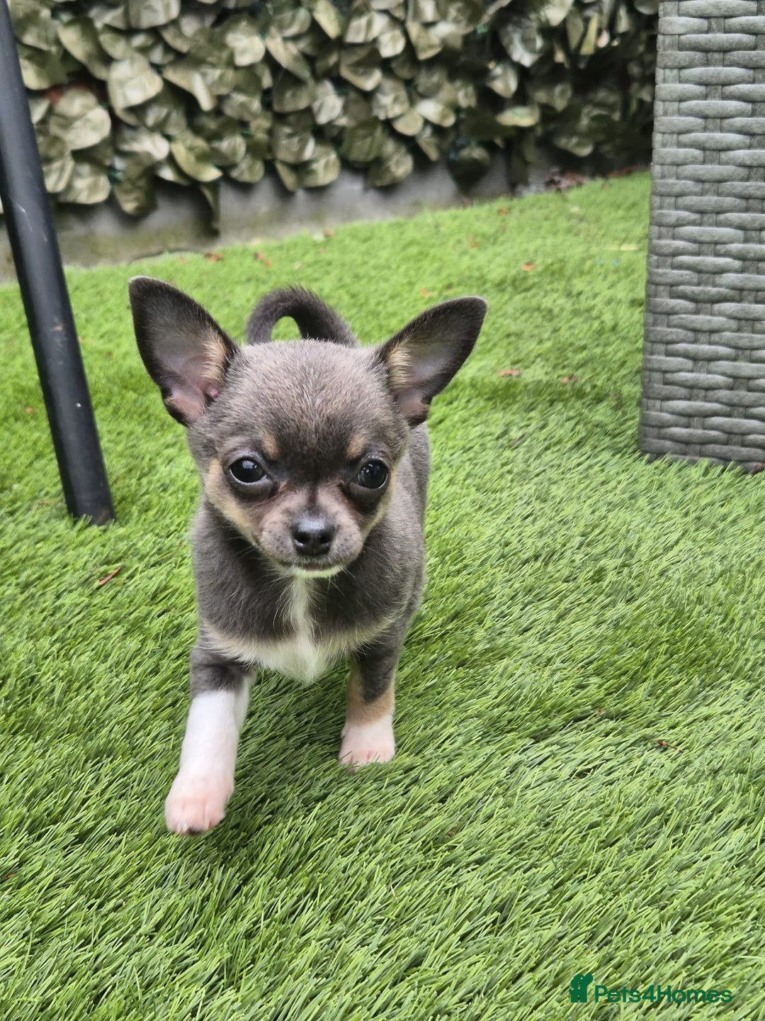 Chihuahua dogs for sale: Chihuahua female puppies  - Image 6