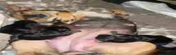 Chihuahua dogs for stud: BAILEY — PROVEN CHIHUAHUA STUD - Advert 5