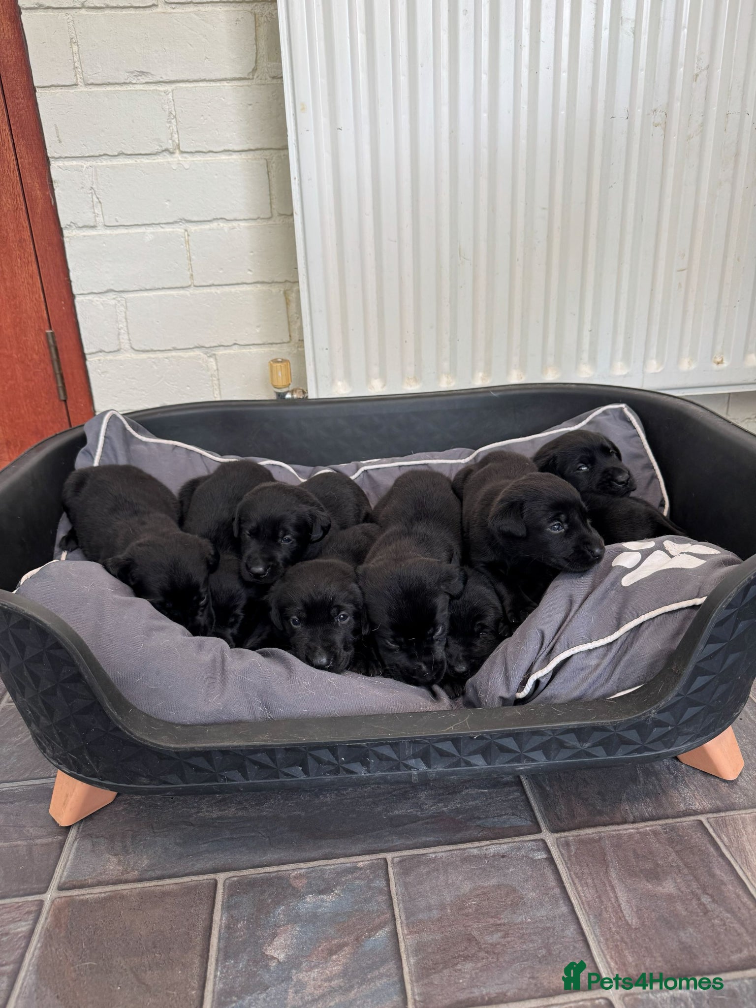Labrador Retriever dogs for sale: Proper KC working Labradors. - Advert 3