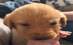 Labrador Retriever dogs for sale: Yellow/fox red male Labrador puppies  - Image 6
