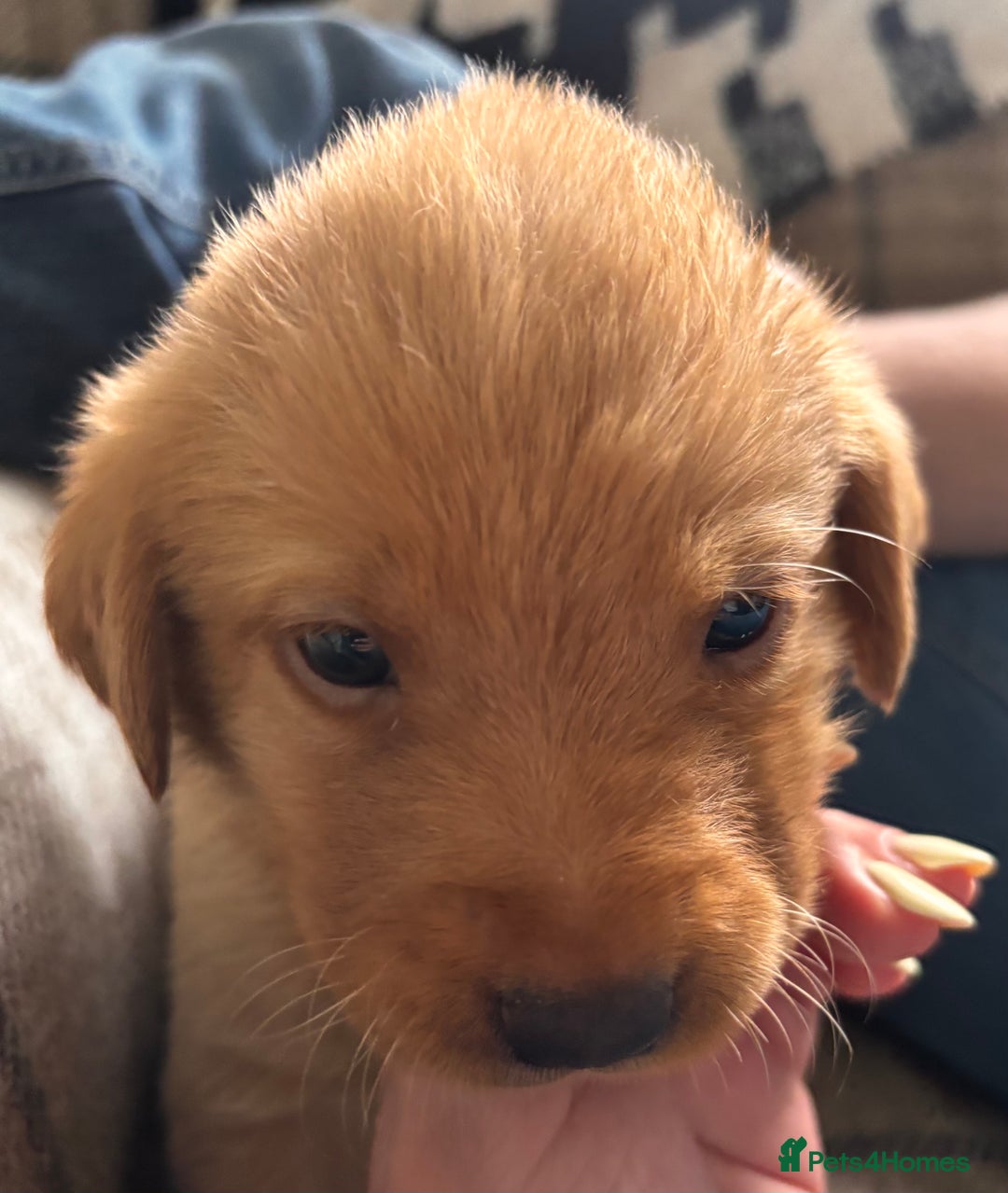 Labrador Retriever dogs for sale: Yellow/fox red male Labrador puppies  - Image 6
