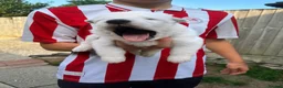 White Swiss Shepherd dogs for sale: 🏆KC WSS Champion Bloodline stunning puppies - Advert 28