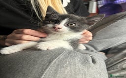 Mixed Breed cats for sale: 2x pair of Boy kittens  - Image 2