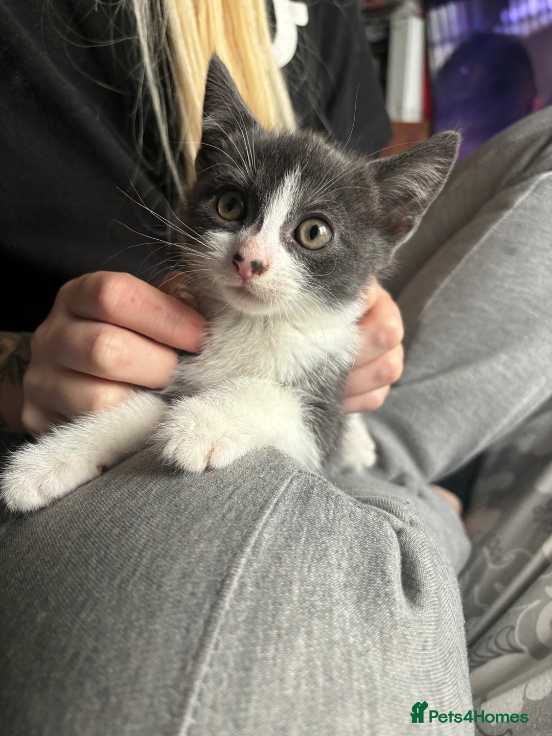 Mixed Breed cats for sale: 2x pair of Boy kittens  - Image 2