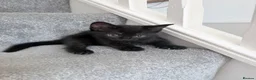 Mixed Breed cats for sale: Kittens in Lowestoft - Advert 4