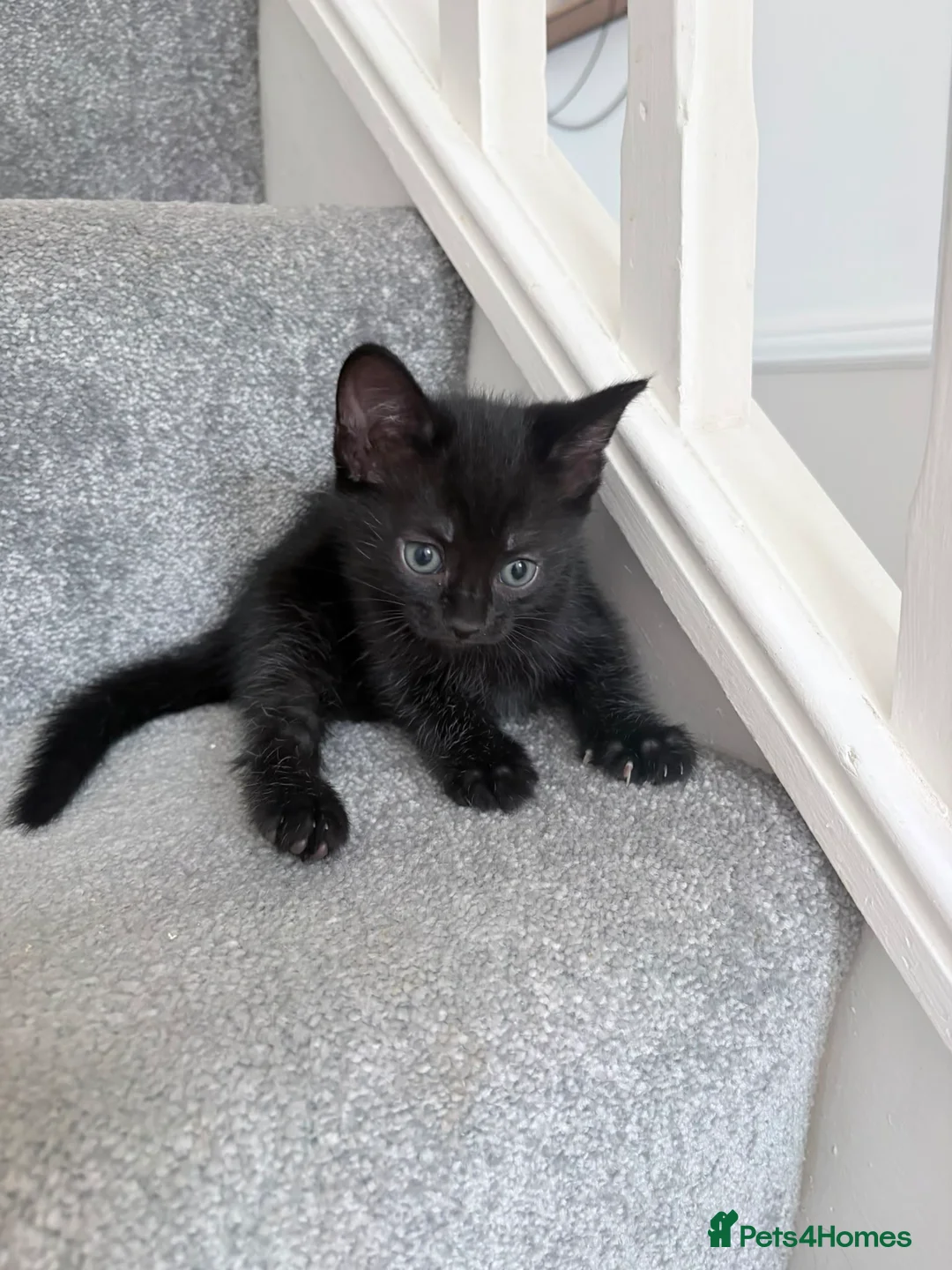 Mixed Breed cats for sale: Kittens in Lowestoft - Advert 4