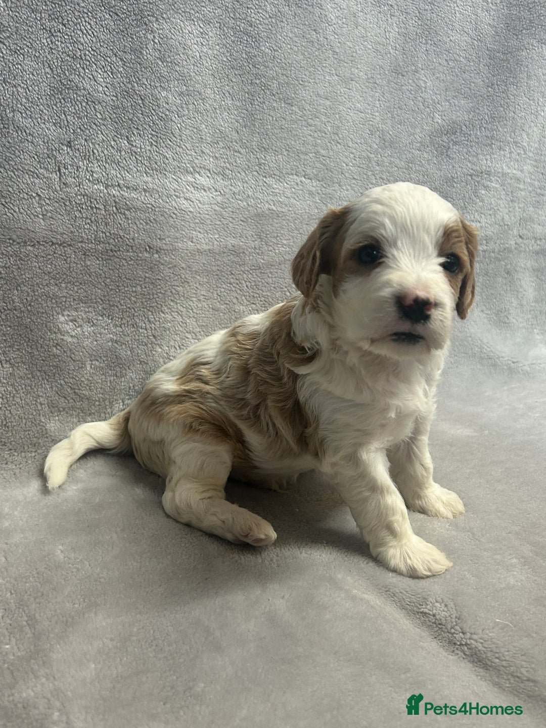 Cavapoochon dogs for sale: Gorgeous Cavapoochon Puppies 🐶  - Advert 2