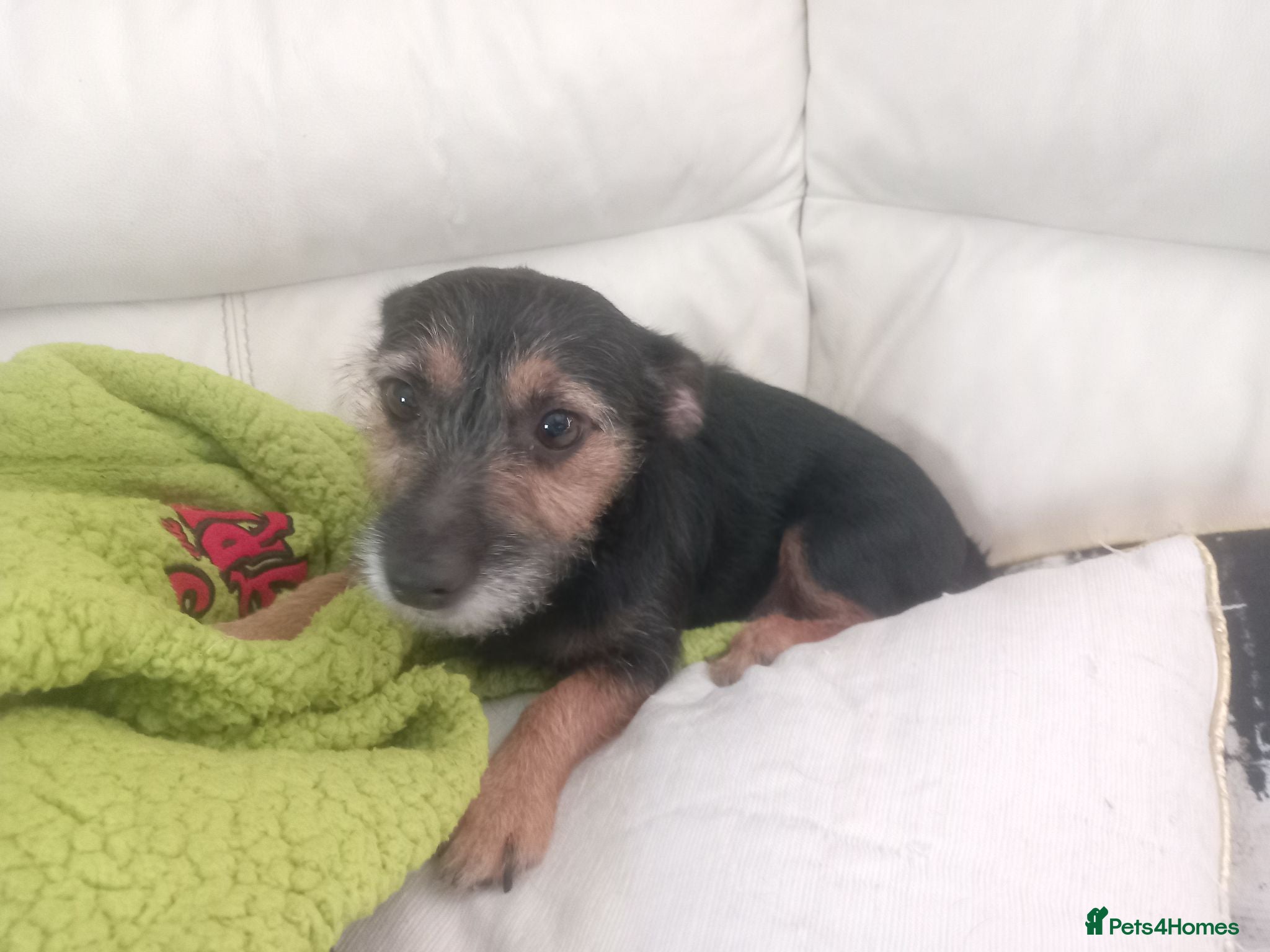Mixed Breed dogs 2 female puppies for sale. - Advert 1