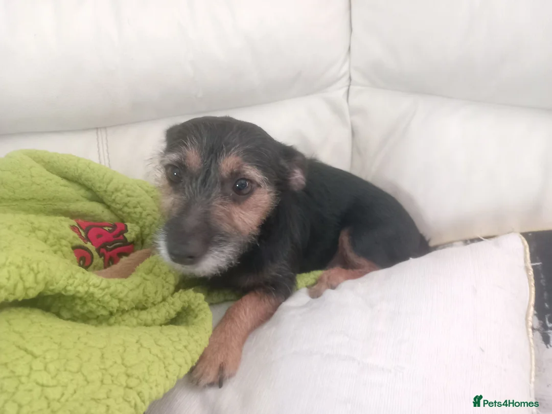 Mixed Breed dogs for sale: 2 female puppies for sale. - Advert 1