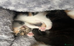 Mixed Breed cats for sale: 3 mixed breed kittens available - Image 18