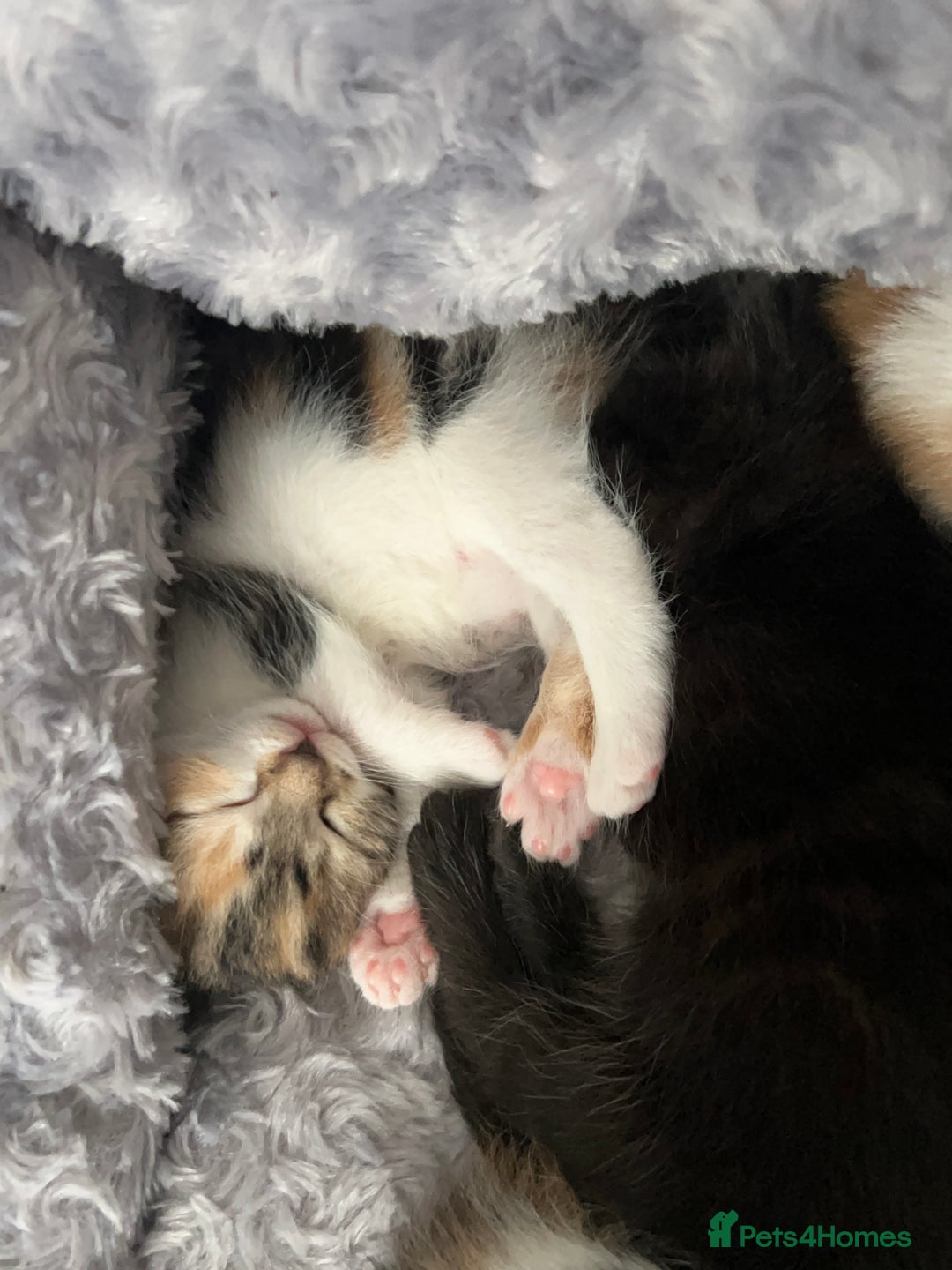 Mixed Breed cats for sale: 3 mixed breed kittens available - Image 18
