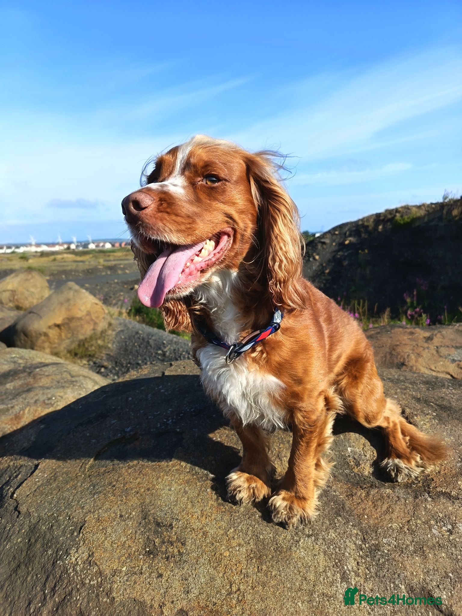 Cocker Spaniel dogs Bright handsome clever and loyal - Advert 12