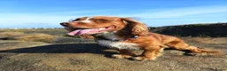 Cocker Spaniel dogs for stud: Bright handsome clever and loyal - Advert 1