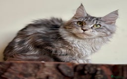 Maine Coon cats for sale: Beautiful pure bread maine coon kittens  - Image 19