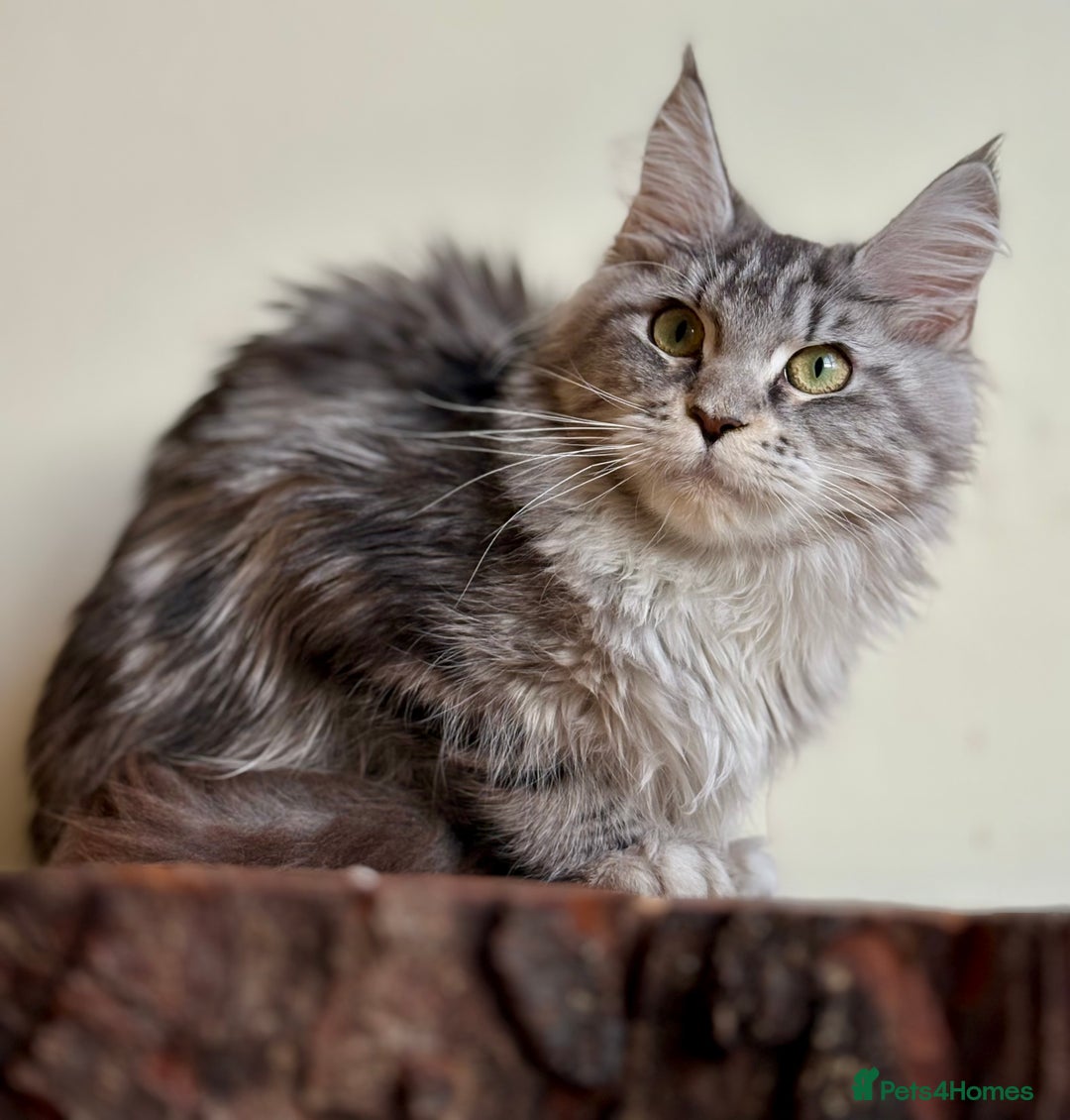 Maine Coon cats for sale: Beautiful pure bread maine coon kittens  - Image 19