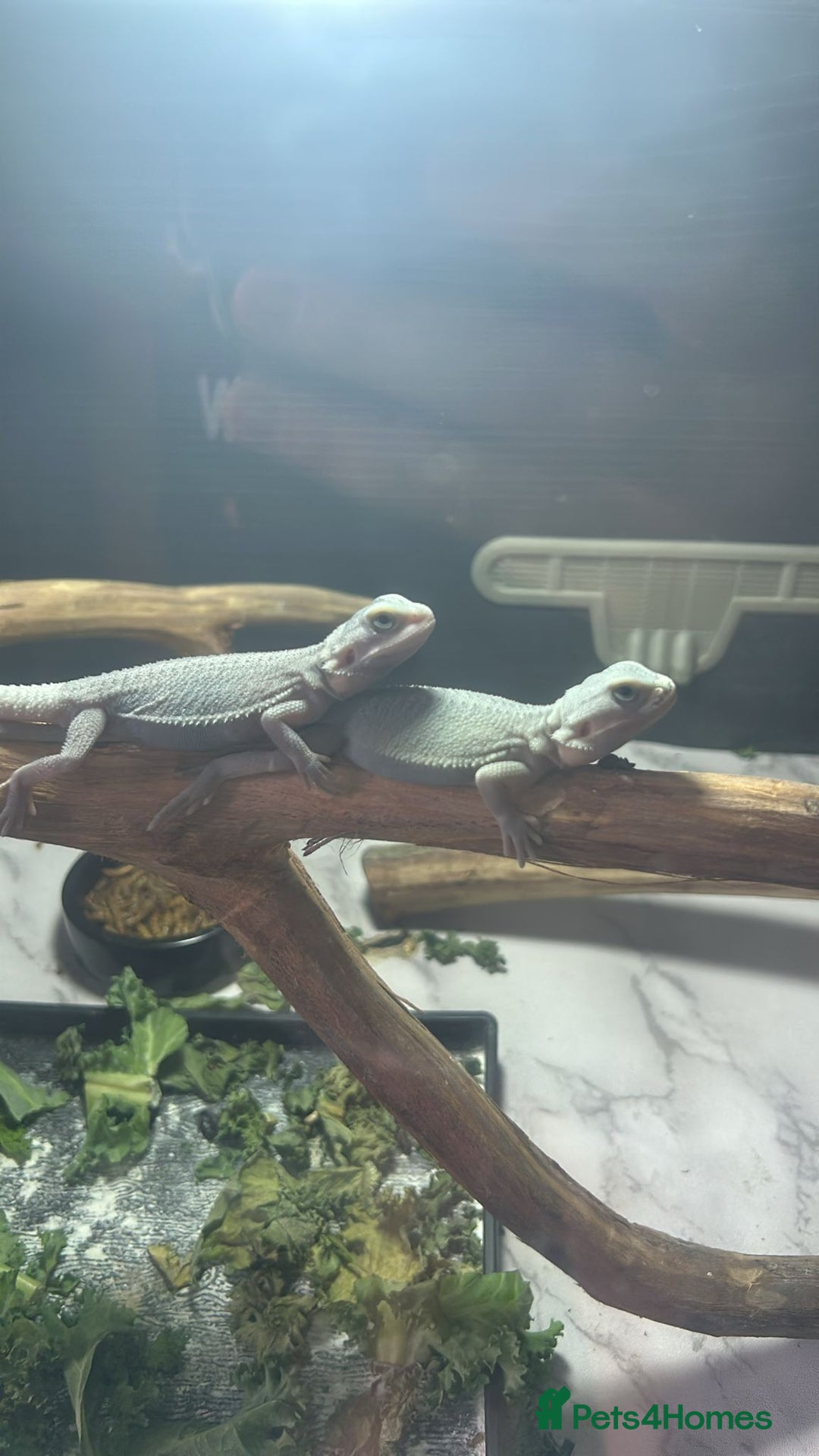 Bearded Dragon reptiles for sale: Bearded dragons  - Image 2