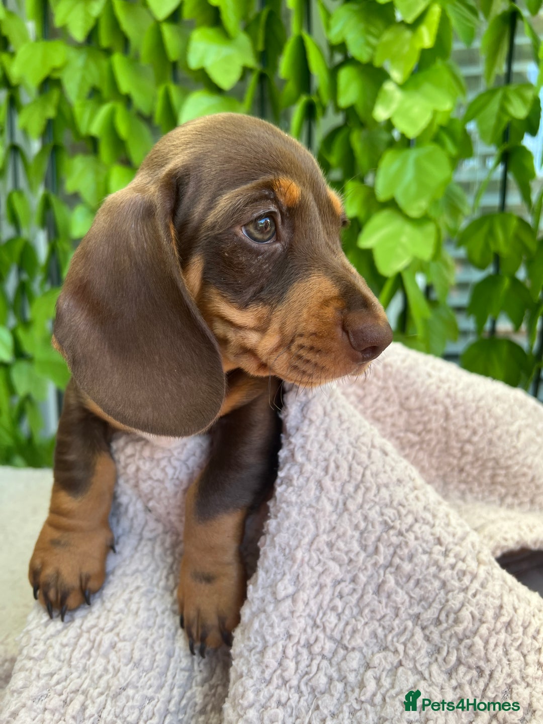 Dachshund dogs for sale: Miniature Dachshund Puppies  in Hull - Image 14