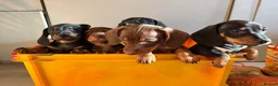 Miniature Dachshund dogs for sale: Miniature sausages - Advert 12