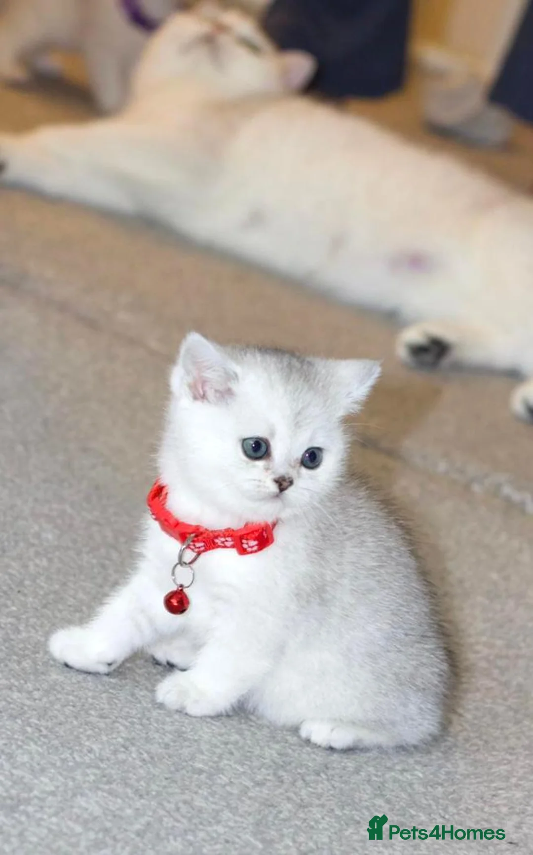 British Shorthair cats for sale: White British Shorthair Kittens – Rare Green Eyes - Advert 7