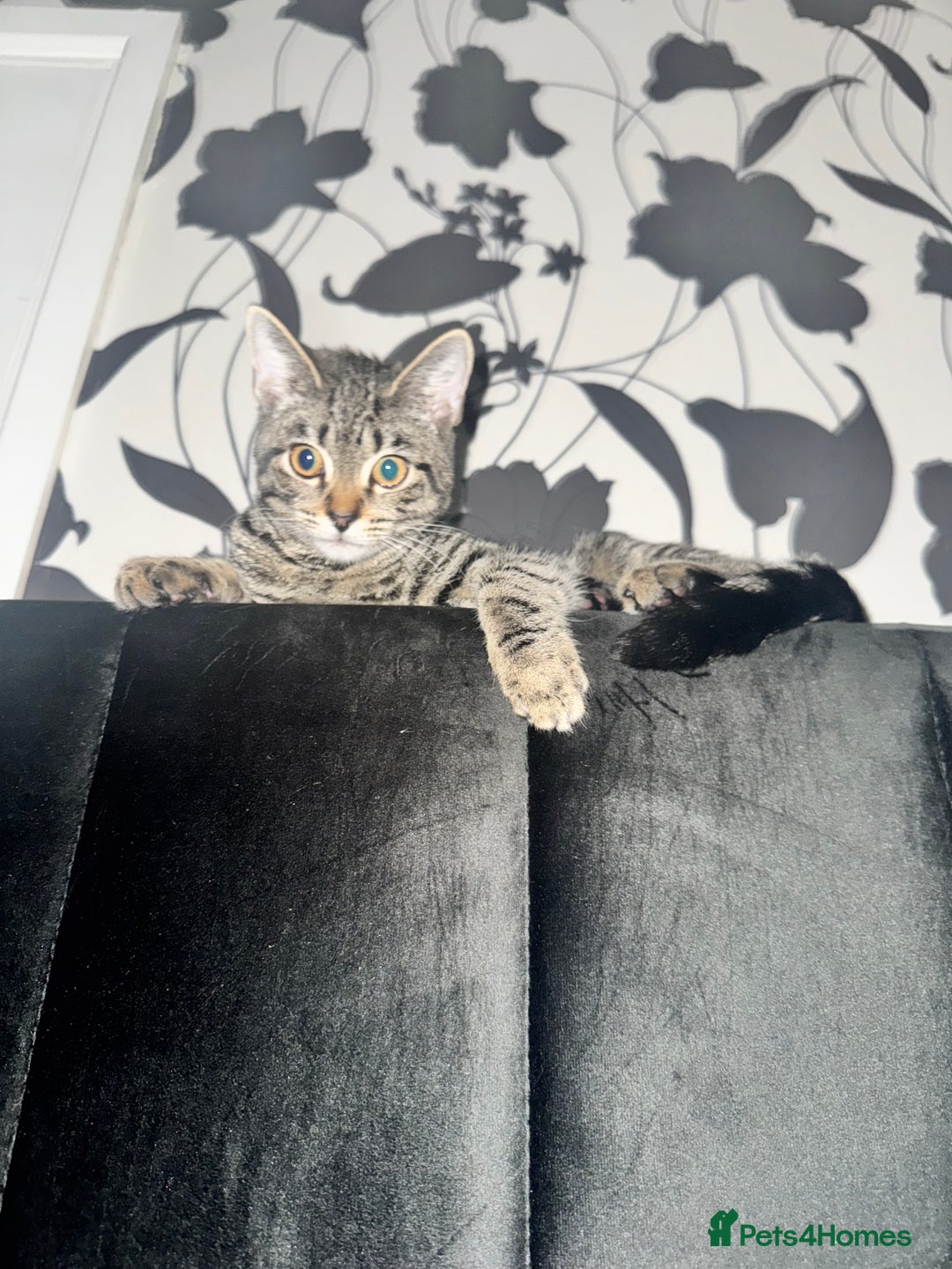 Mixed Breed cats for sale: Two Bonded Male Kittens – Neutered, Indoor - Advert 8