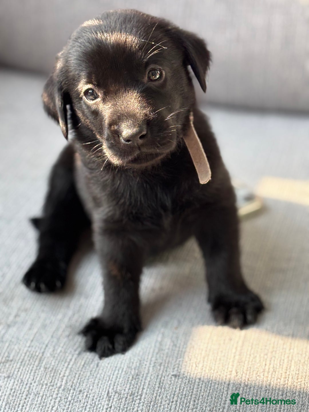Labrador Retriever dogs for sale: Beautiful Pedigree Black Lab Puppies - Image 13