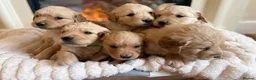 Golden Retriever dogs for sale: Golden retriever puppies  - Advert 7