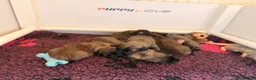 Skye Terrier dogs for sale: KC Reg Skye Terrier Cream puppies  - Advert 25