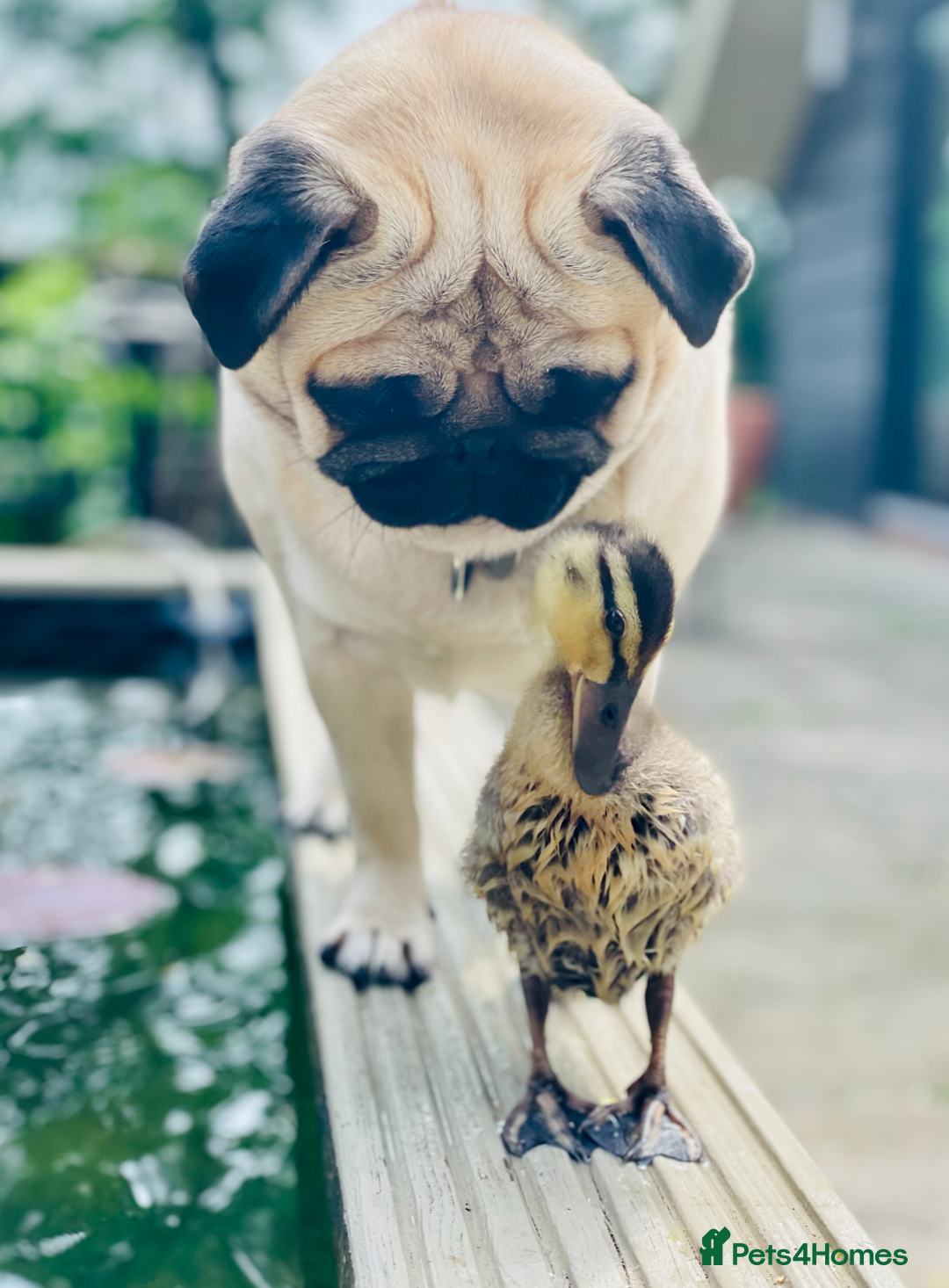 Mixed Breed dogs for sale: The Pug Who Raised a Duck Is Now Expecting Her Own - Advert 15