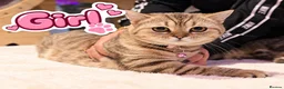 Scottish Fold cats for sale: Beautiful Scottish Fold,British & Munchkin Kittens - Advert 5