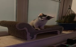Domestic Shorthair cats for sale: Lovely funny little kittens  - Image 19