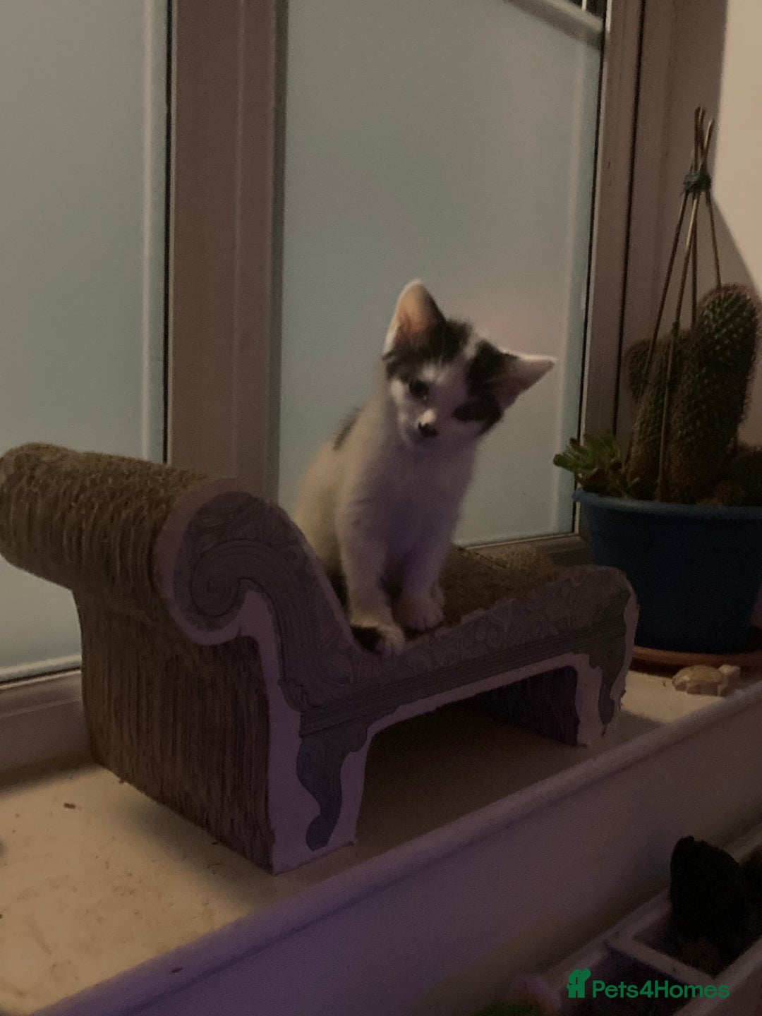 Domestic Shorthair cats for sale: Lovely funny little kittens  - Image 19