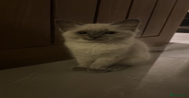 Ragdoll cats - Advert 6
