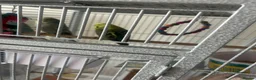 Budgerigars birds for sale: 2 male and 2 female budgies with large grey cage  in Swindon - Advert 3
