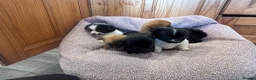 Pomchi dogs for sale: Pomchi in Hull - Advert 10