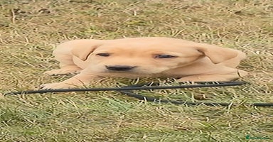 Labrador Retriever dogs - Advert 13