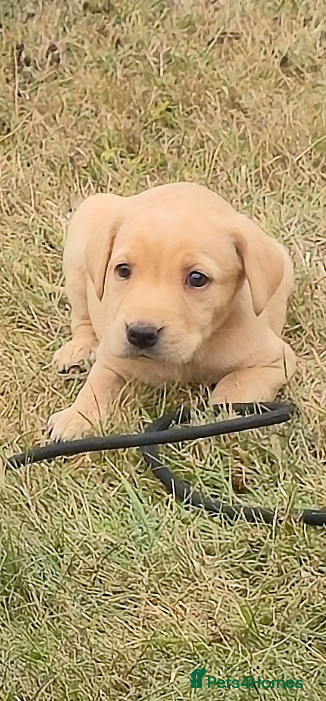 Labrador Retriever dogs for sale: Labrador Retriever Puppies - Image 3