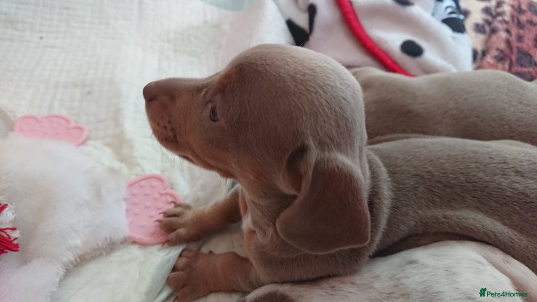 Miniature Dachshund dogs for sale: Miniature daschund puppies for sale  - Image 4