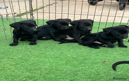 Labrador Retriever dogs for sale: Two black Labrador puppies left  - Image 3