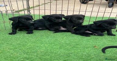 Labrador Retriever dogs - Advert 1
