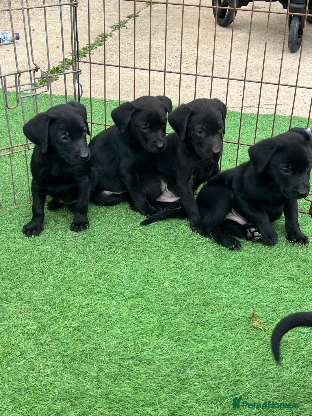 Labrador Retriever dogs for sale: Two black Labrador puppies left  - Image 3
