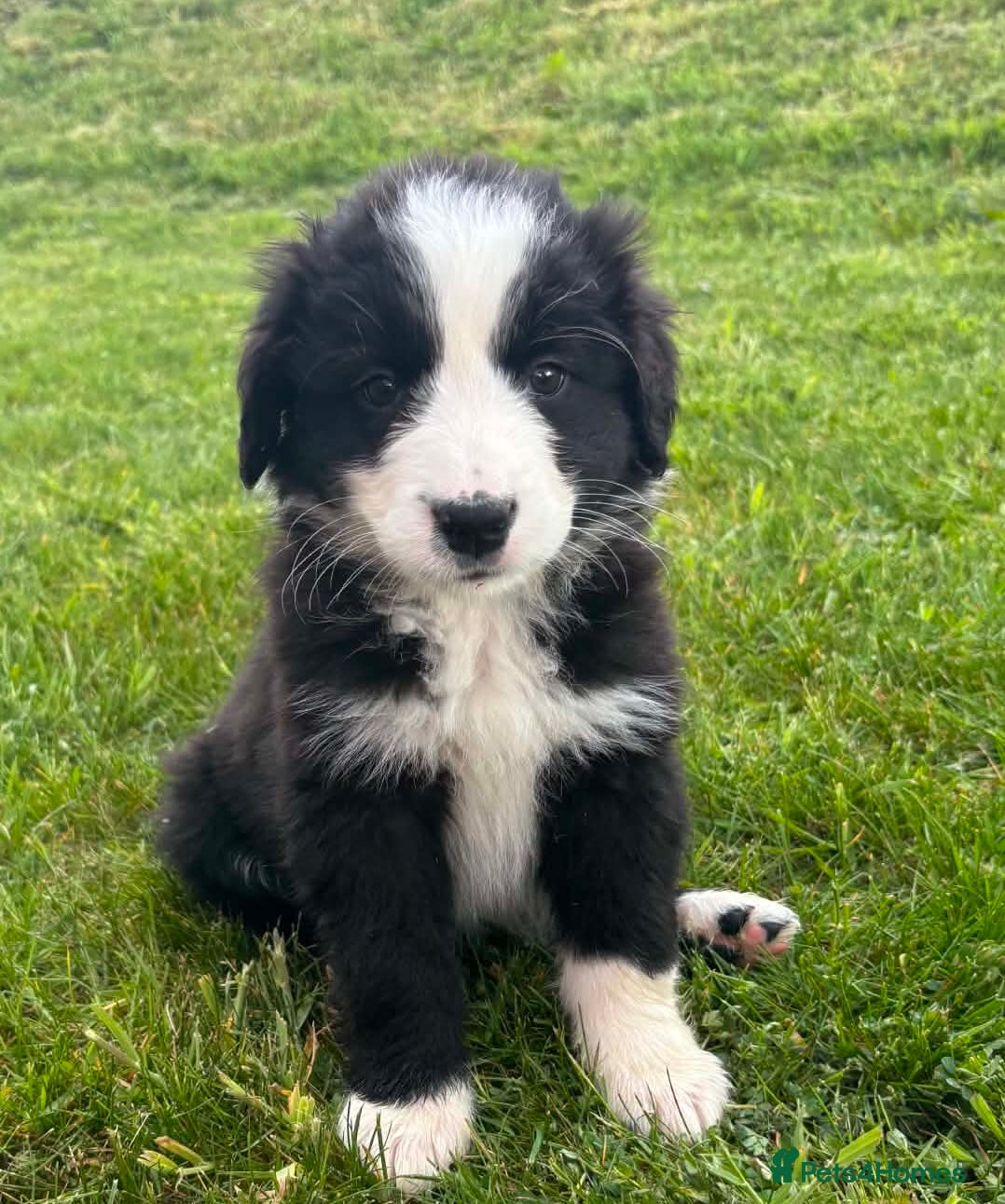 Bernese Mountain Dog dogs Beautiful Bordernese Puppies - Advert 5
